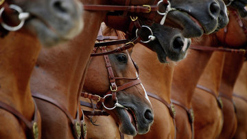 Федерация конного спорта обжаловала отстранение российских спортсменов