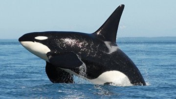 СПЧ поддерживает инициативу депутатов Госдумы по запрету отлова морских млекопитающих