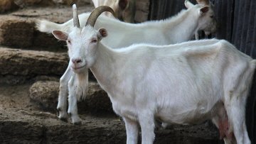 Суд рассмотрит иск о запрете содержания коз в московской квартире