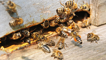 Суд обязал фермеров сообщать соседям-пчеловодам про обработку химикатами