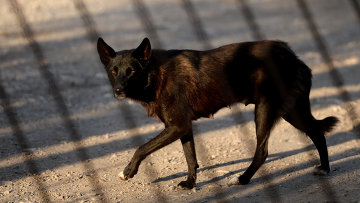 В Челябинске мэрия выплатит девочке 50 тыс руб за укус собаки
