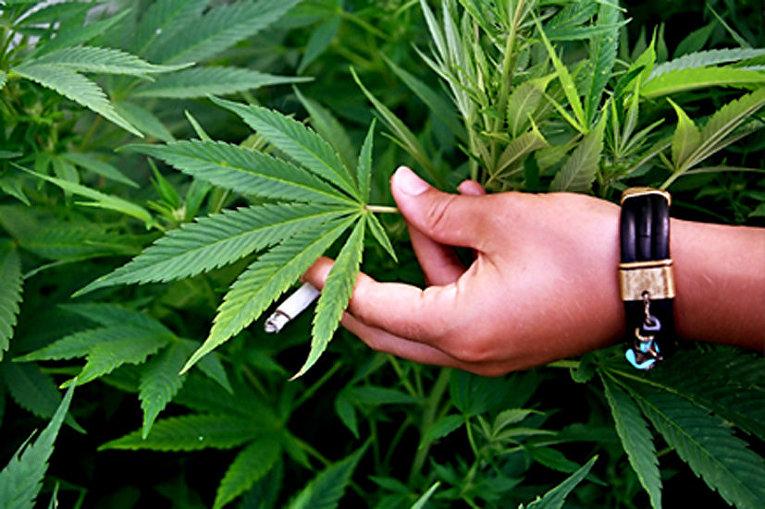 Закон канады о марихуане голод марихуана