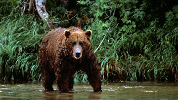 ВС отказался менять правила охоты на бурого медведя