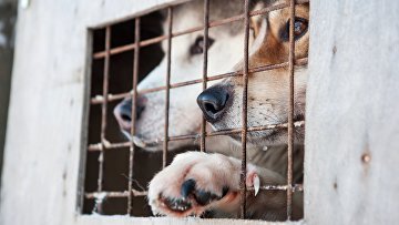 Суд рассмотрит дело о мошенничестве на 60 млн руб в приюте для собак