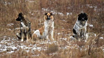 Кассация подтвердила обязанность хозяев собак нести ответственность за питомцев