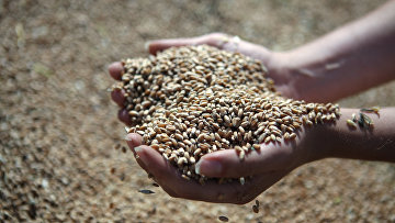 Тюменскую агрофирму подозревают в подделке документов на зерно